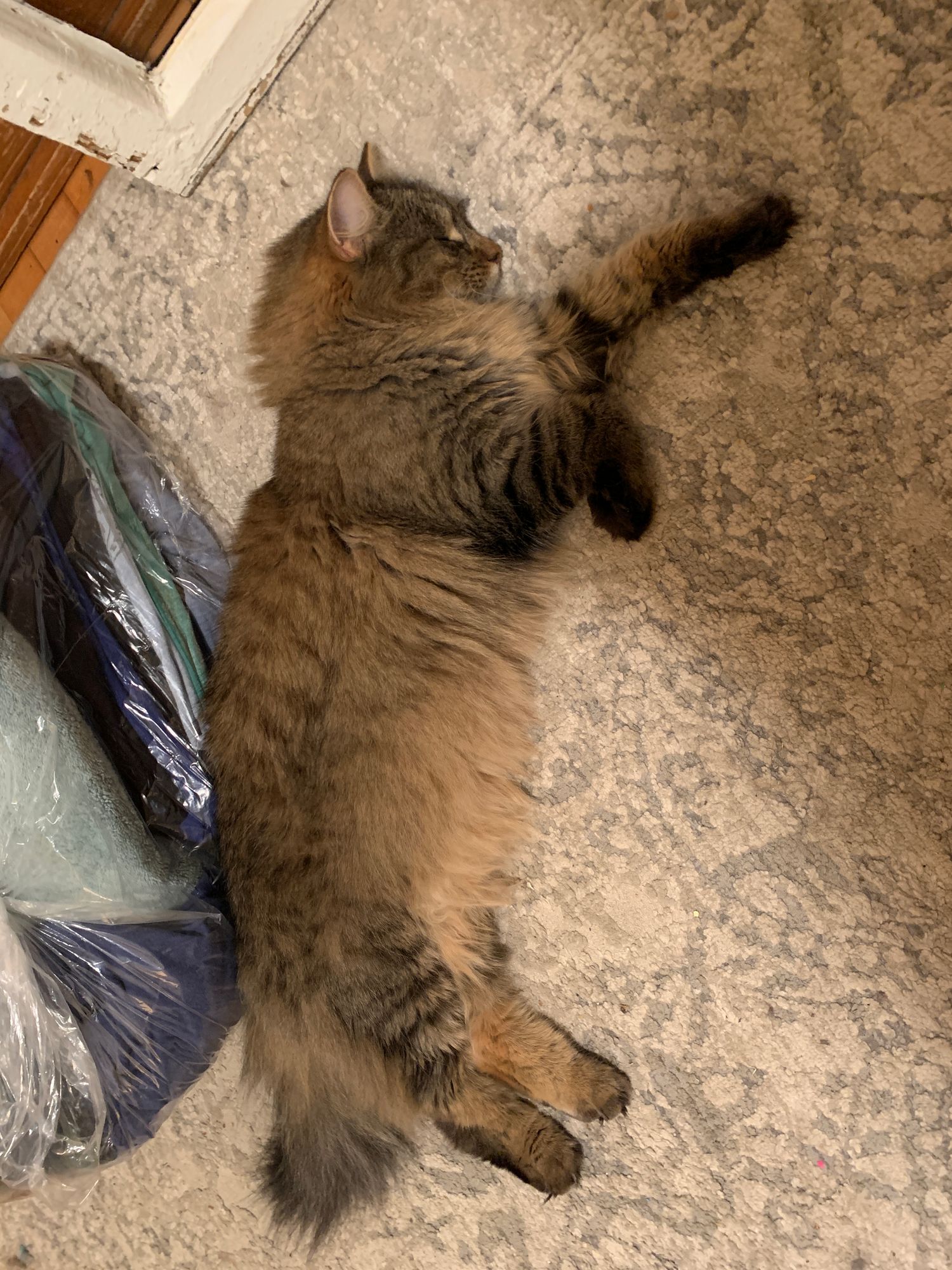 Milo